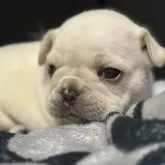 フレンチブルドッグ