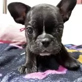 フレンチブルドッグ