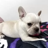 フレンチブルドッグ