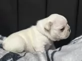 フレンチブルドッグ【香川県・男の子・2025年10月27日・クリーム】の写真3