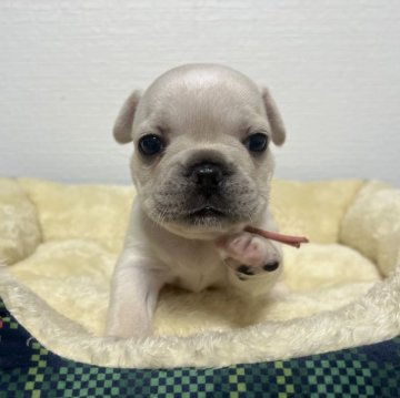 フレンチブルドッグ【香川県・女の子・2024年7月21日・クリーム】の写真「よちよち歩きが可愛い((o(｡･ω･｡)o))」