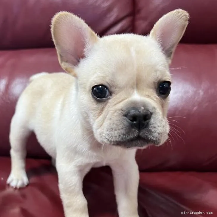 Y.H 様のお迎えした子犬