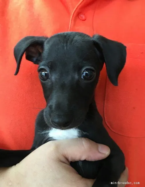 ブルー 様のお迎えした子犬