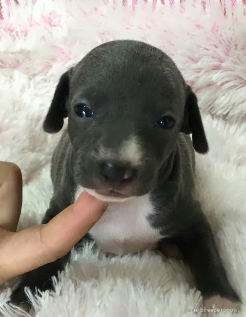 ID：1906-03034の子犬