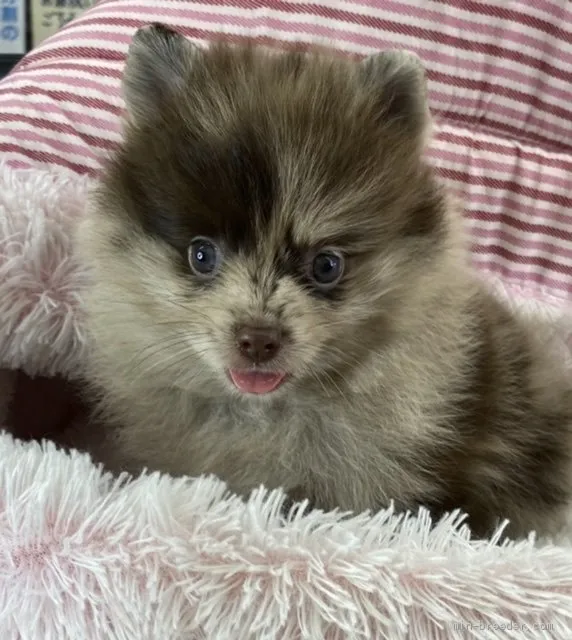 ID：2106-03716の子犬