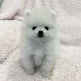 ポメラニアン【三重県・男の子・2025年8月20日・クリーム】の写真15