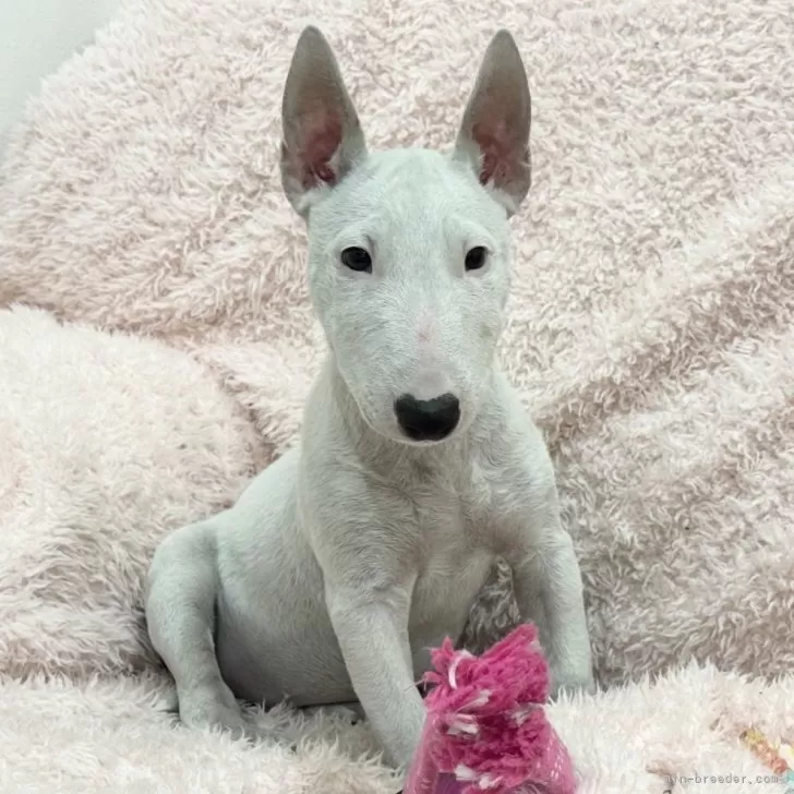 ミニチュアブルテリア【三重県・女の子・2025年7月30日・ホワイト】の写真1「手足が短くてとってもかわいいです🩷体重は3.6kgです^ ^」