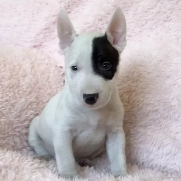 ID：2411-04139の子犬