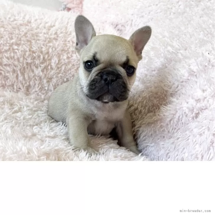Y.S 様のお迎えした子犬