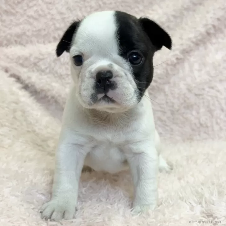 K.Ｉ 様のお迎えした子犬