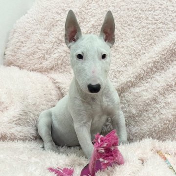 ミニチュアブルテリア【三重県・女の子・2025年7月30日・ホワイト】の写真「かわいい女の子🩷」