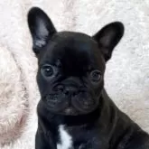フレンチブルドッグ