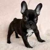 フレンチブルドッグ