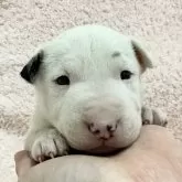 ミニチュアブルテリア