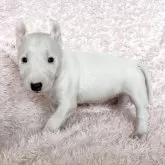 ミニチュアブルテリア