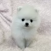 ポメラニアン