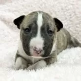 ミニチュアブルテリア