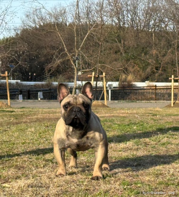 フレンチブルドッグ【・男の子・2022年2月14日・フォーン】