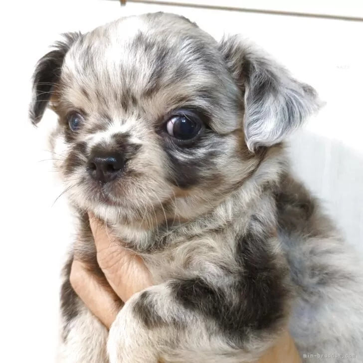 ID：2507-07946の子犬