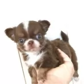 チワワ(ロング)