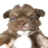 チワワ(ロング)