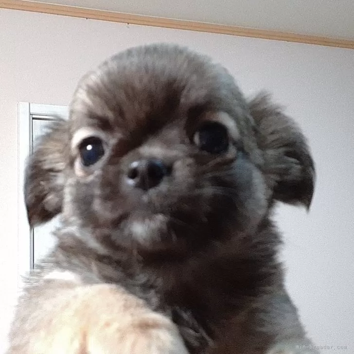 よっしー 様のお迎えした子犬