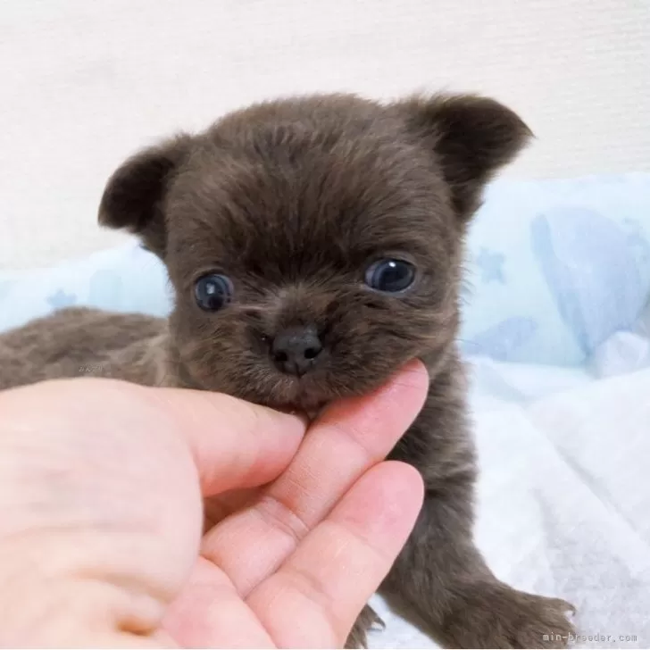 S 様のお迎えした子犬