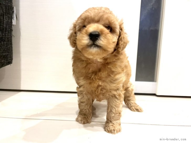 甲斐雅美ブリーダーのブログ：生後４０日になりました🐶