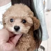 ティーカッププードル
