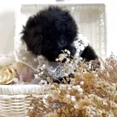 タイニープードル【福岡県・男の子・2025年10月10日・ブラック】の写真2