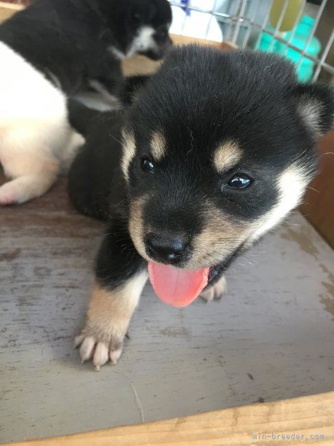 片岡　茂(かたおか　しげる)ブリーダー(香川県・柴犬・日本犬保存会登録)の紹介写真7