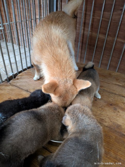 片岡茂ブリーダーのブログ：母親のフードを横取りして食べる子犬たち