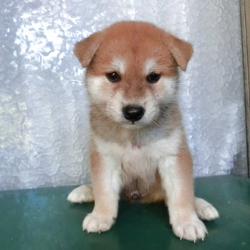 柴犬(標準サイズ)【香川県・男の子・2025年6月6日・赤】の写真「綺麗な目、人懐っこい性格」