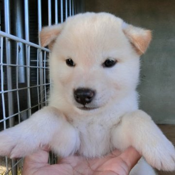 柴犬(標準サイズ)【香川県・男の子・2024年9月12日・白】の写真「元気いっぱい、すぐに駆け寄ってきます。」