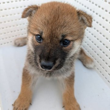 柴犬(標準サイズ)【香川県・女の子・2025年8月23日・赤】の写真「小さめで美人さんになる子」