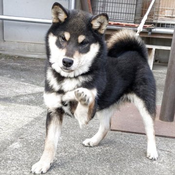 柴犬(標準サイズ)【香川県・男の子・2025年6月27日・黒】の写真「小ぶりでいい配色、バランス良い体形」