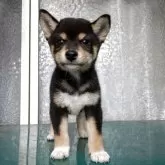 柴犬(標準サイズ)