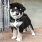 柴犬(標準サイズ)