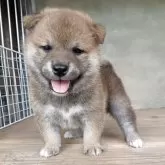 柴犬(標準サイズ)