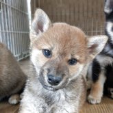 柴犬(標準サイズ)