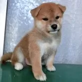 柴犬(標準サイズ)