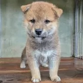 柴犬(標準サイズ)【香川県・男の子・2025年4月1日・赤】の写真2「今日から1頭での生活」