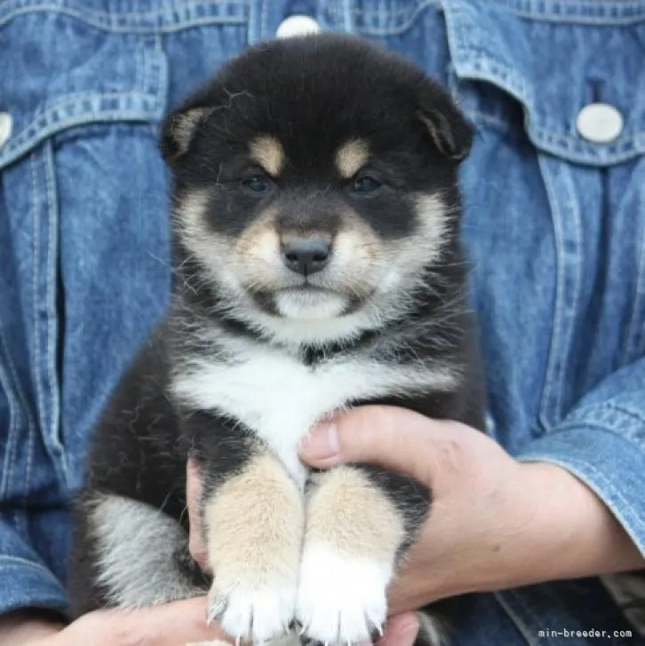 きくぞう 様のお迎えした子犬