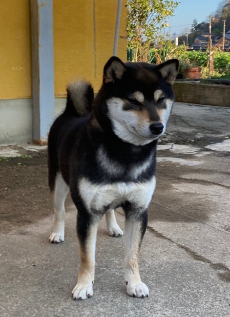 柴犬(標準サイズ)【・女の子・2022年8月21日・黒】