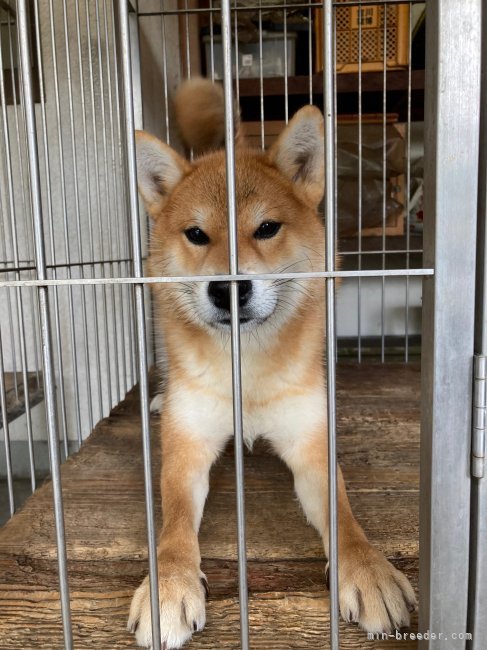 柴犬(標準サイズ)【・男の子・2021年3月5日・赤】