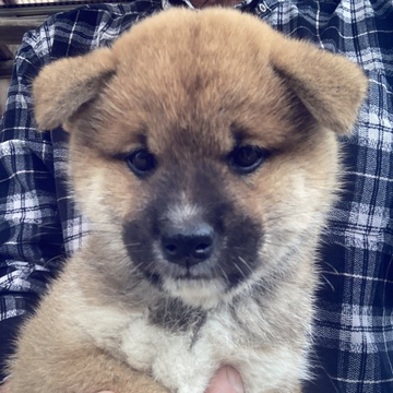 柴犬(標準サイズ)【香川県・男の子・2022年4月28日・赤色(茶色)】の写真「目がとても魅力的。人懐っこく、お薦めの子犬です。」