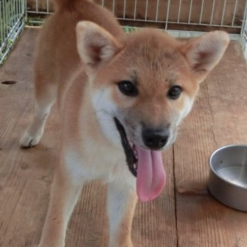 柴犬(標準サイズ)【香川県・女の子・2024年4月15日・赤】の写真「目の大きな、きれいな顔立ちな子」