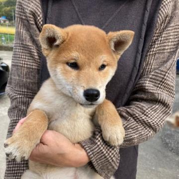 柴犬(標準サイズ)【香川県・男の子・2022年8月21日・赤】の写真「良血統で気性も雄らしく、元気で人懐っこいです。」