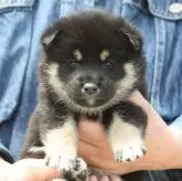 柴犬(標準サイズ)【香川県・女の子・2023年4月14日・黒色】の写真1「5/15撮影」