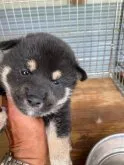 柴犬(標準サイズ)【香川県・女の子・2023年4月14日・黒色】の写真3「5/15撮影」
